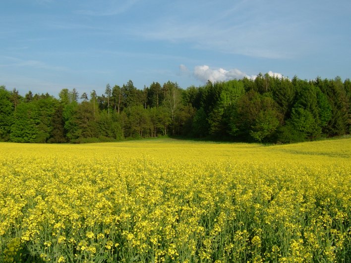 Hormersdorf, 22. Mai 2005