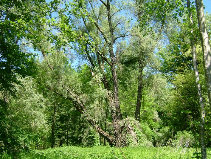 Isar, 28. Mai 2005